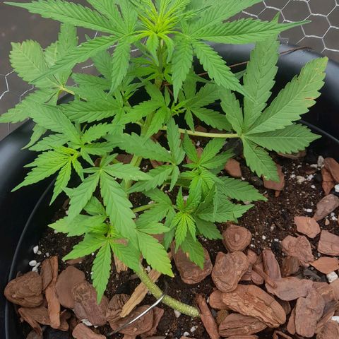 bolha growlog timeline photo