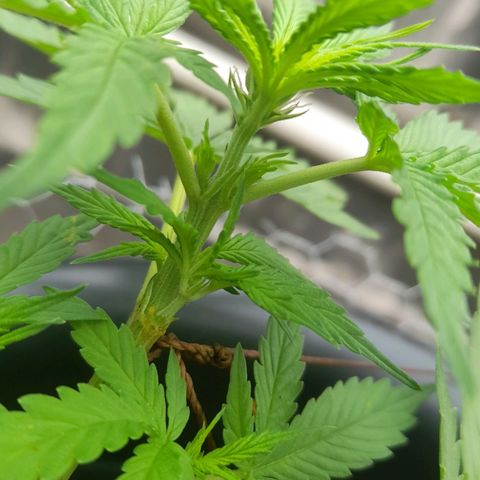 bolha growlog timeline photo