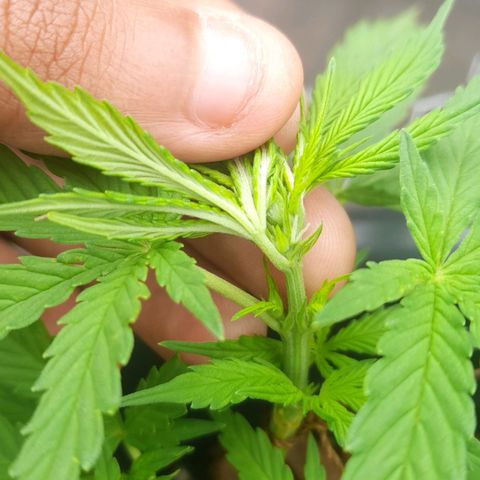 bolha growlog timeline photo