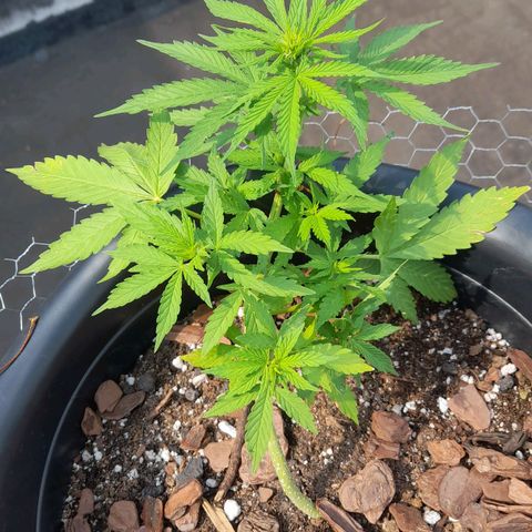 bolha growlog timeline photo