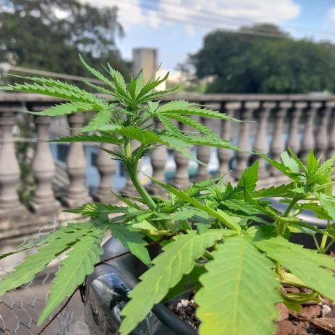 bolha growlog timeline photo