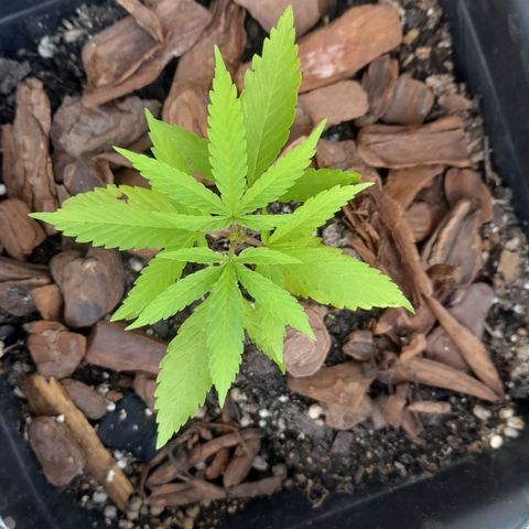 plantinha growlog timeline photo
