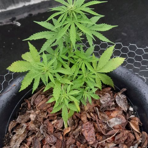 bolha growlog timeline photo