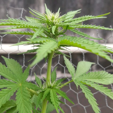 bolha growlog photo: adicionei chorume e cha de casca de banana numa quantidade empirica. ou vai dar muito bom ou vai dar overfert kkkkkk fé