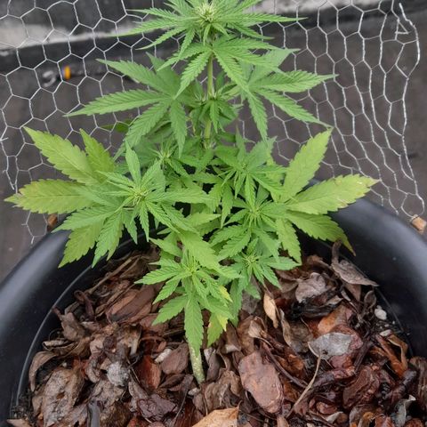 bolha growlog photo: adicionei chorume e cha de casca de banana numa quantidade empirica. ou vai dar muito bom ou vai dar overfert kkkkkk fé