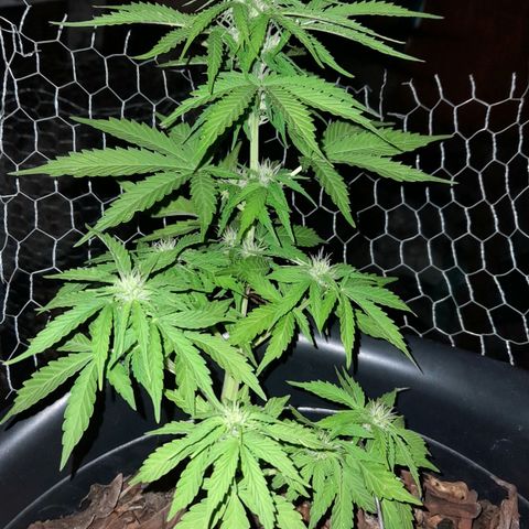 bolha growlog photo: achei que o crescimento das folhas deu uma travada, mas resolvi a deficiência nutiriconal e os pistilos seguem fluindo