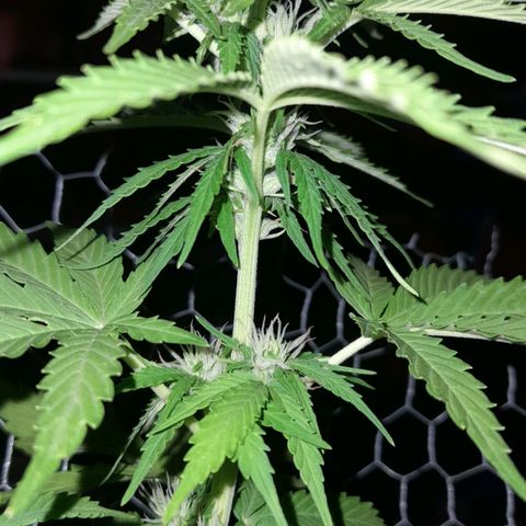 bolha growlog photo: achei que o crescimento das folhas deu uma travada, mas resolvi a deficiência nutiriconal e os pistilos seguem fluindo