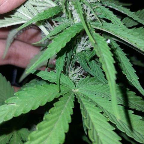bolha growlog photo: achei que o crescimento das folhas deu uma travada, mas resolvi a deficiência nutiriconal e os pistilos seguem fluindo