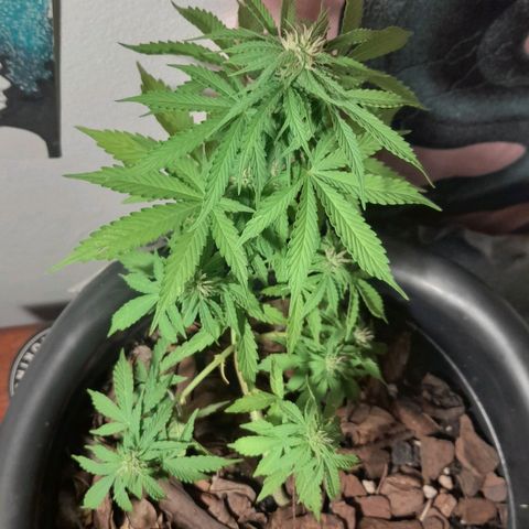 bolha growlog timeline photo