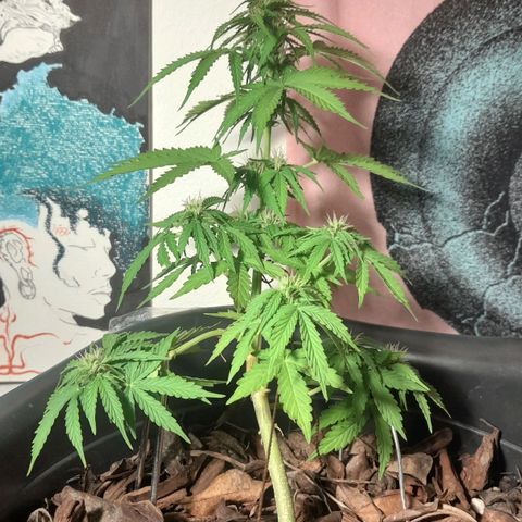 bolha growlog timeline photo