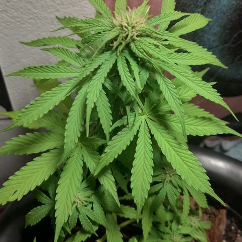 bolha growlog timeline photo