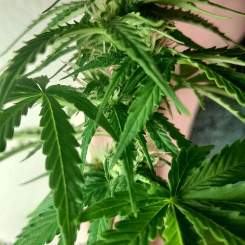 bolha growlog timeline photo