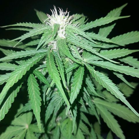 bolha growlog timeline photo