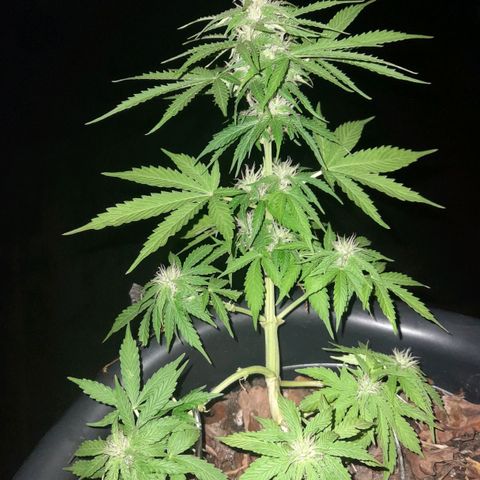bolha growlog timeline photo