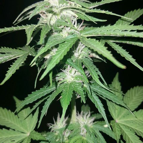 bolha growlog timeline photo