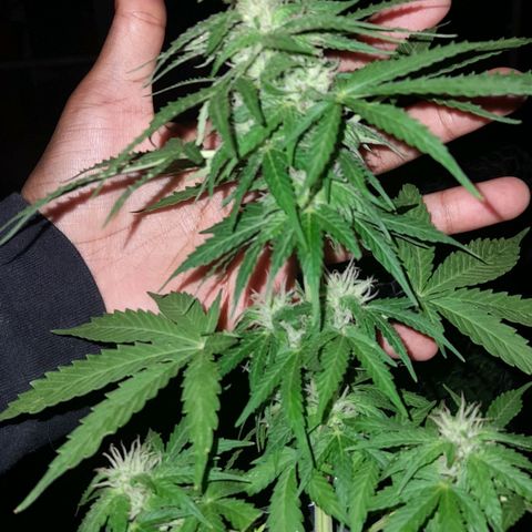bolha growlog timeline photo