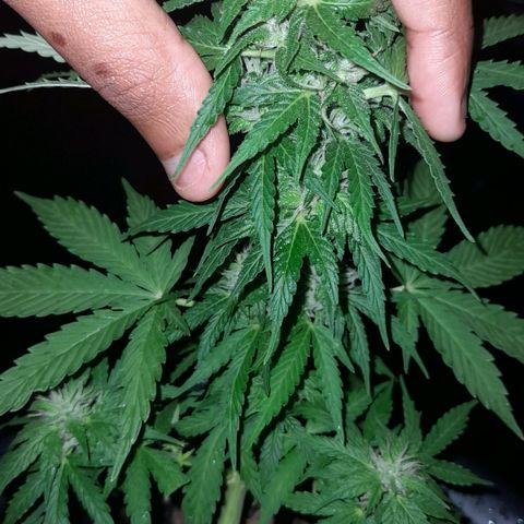 bolha growlog timeline photo