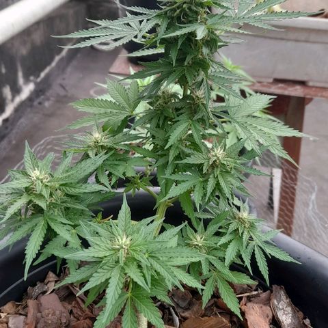bolha growlog timeline photo