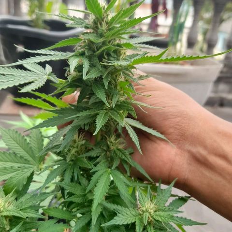 bolha growlog timeline photo