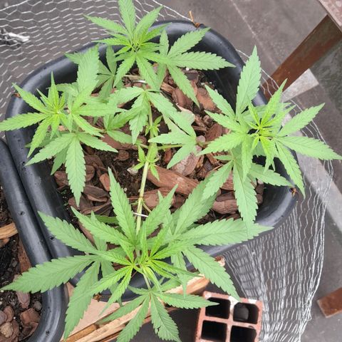 plantinha growlog timeline photo