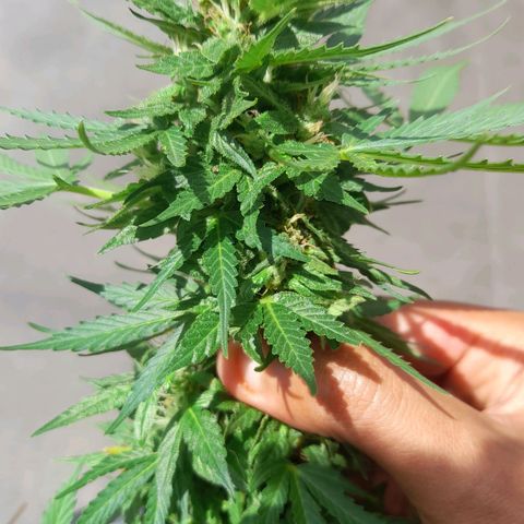 bolha growlog timeline photo
