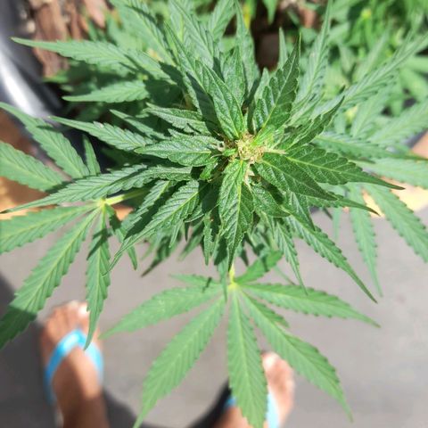 bolha growlog timeline photo
