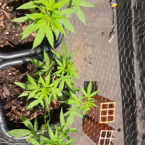 plantinha growlog timeline photo