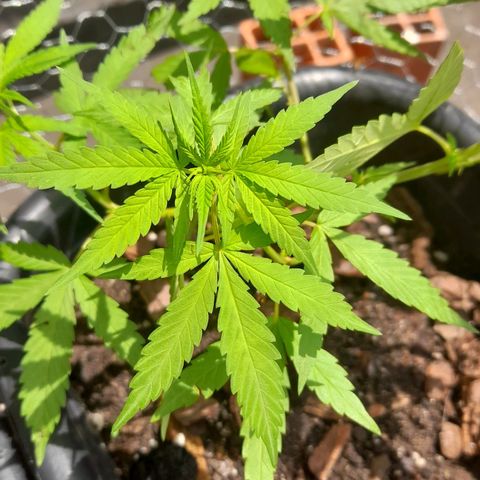 plantinha growlog timeline photo