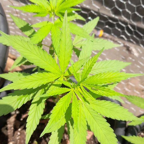 plantinha growlog timeline photo