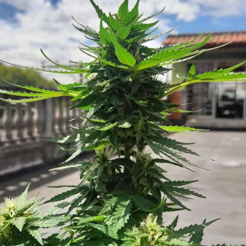 bolha growlog timeline photo