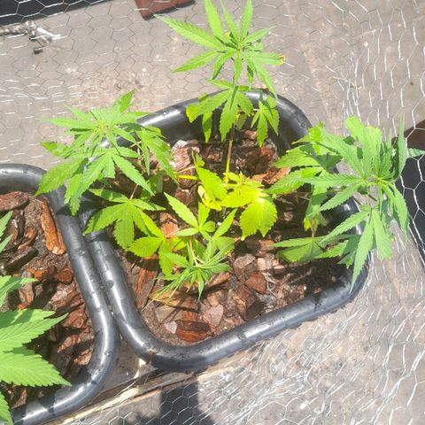 plantinha growlog photo: a com 4 ramos esta pedindo nutrientes 