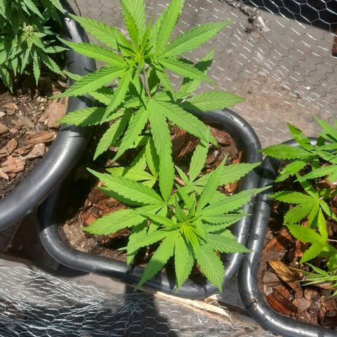 plantinha growlog photo: a com 4 ramos esta pedindo nutrientes 