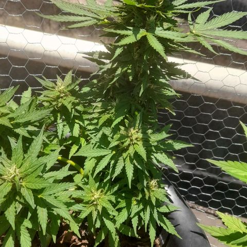 bolha growlog timeline photo