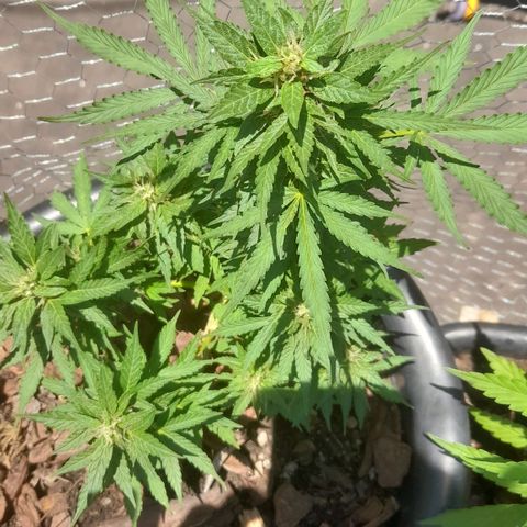 bolha growlog timeline photo