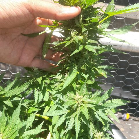 bolha growlog timeline photo