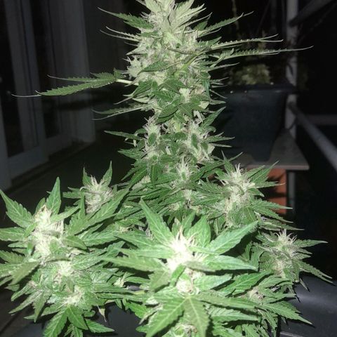 bolha growlog timeline photo