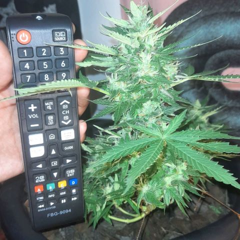 bolha growlog timeline photo