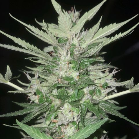 bolha growlog timeline photo