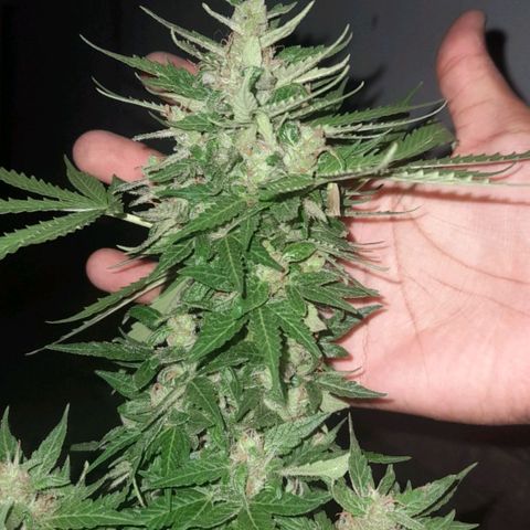 bolha growlog timeline photo