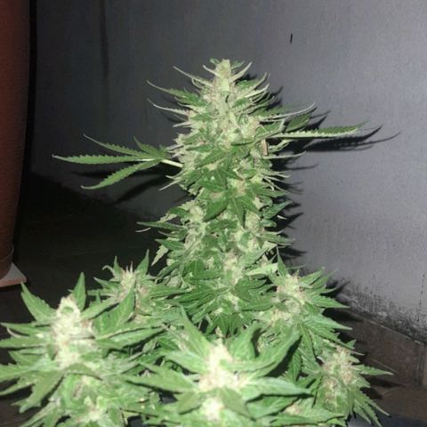 bolha growlog timeline photo