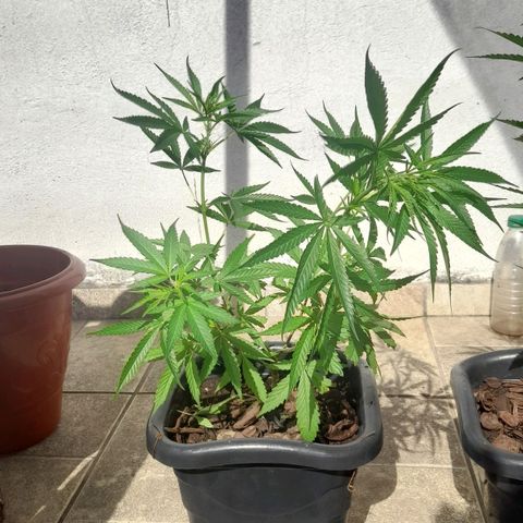 plantinha growlog timeline photo