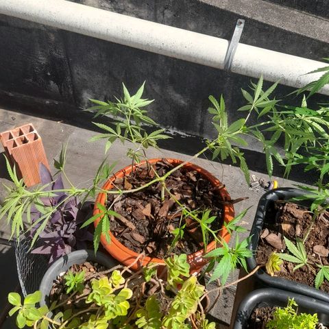 plantinha growlog timeline photo