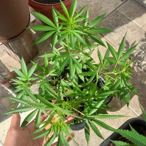 plantinha growlog timeline photo