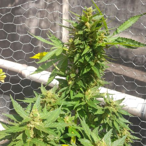 bolha growlog timeline photo