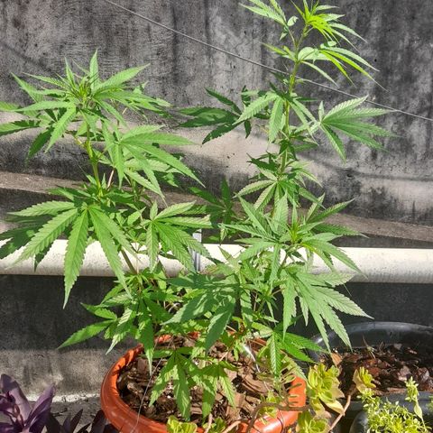 plantinha growlog timeline photo