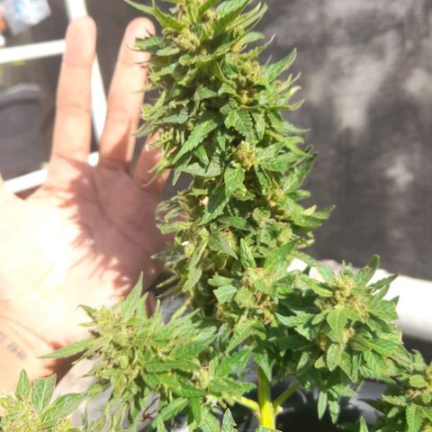 bolha growlog timeline photo