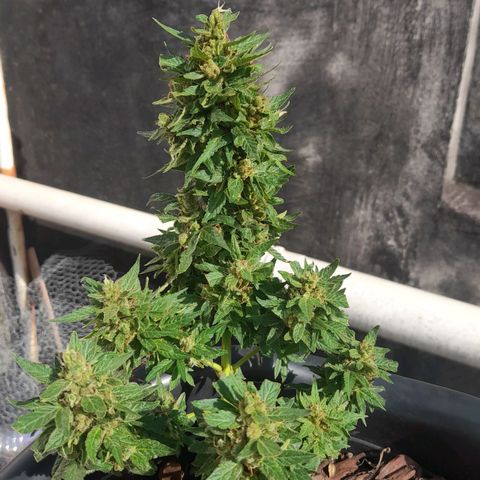 bolha growlog timeline photo