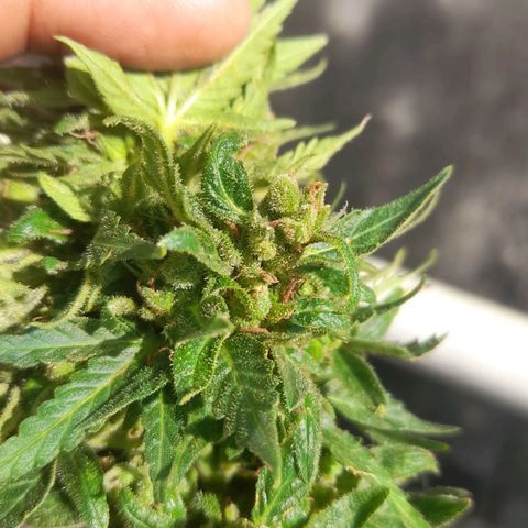 bolha growlog timeline photo