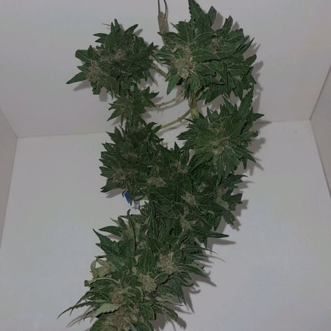 bolha growlog timeline photo