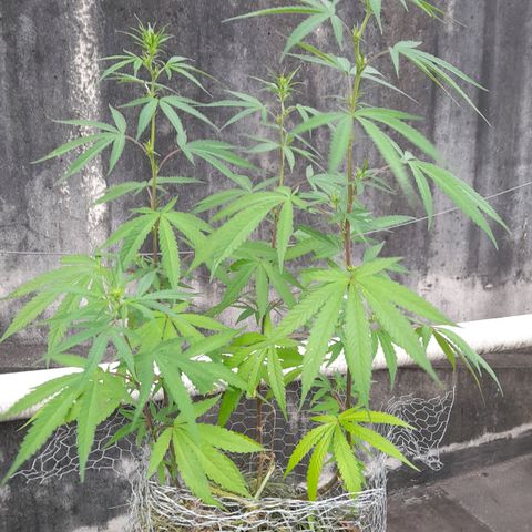 plantinha growlog timeline photo